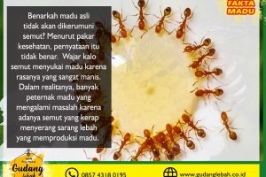 Jual Madu Asli di Sragen