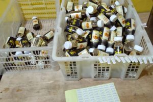 Jasa Maklon Madu Promil
