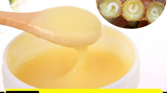 Royal Jelly Murni dari Lebah: Nutrisi Alami untuk Kesehatan Tubuh
